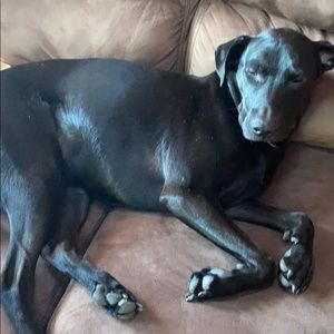 Meet your Posher, Dee